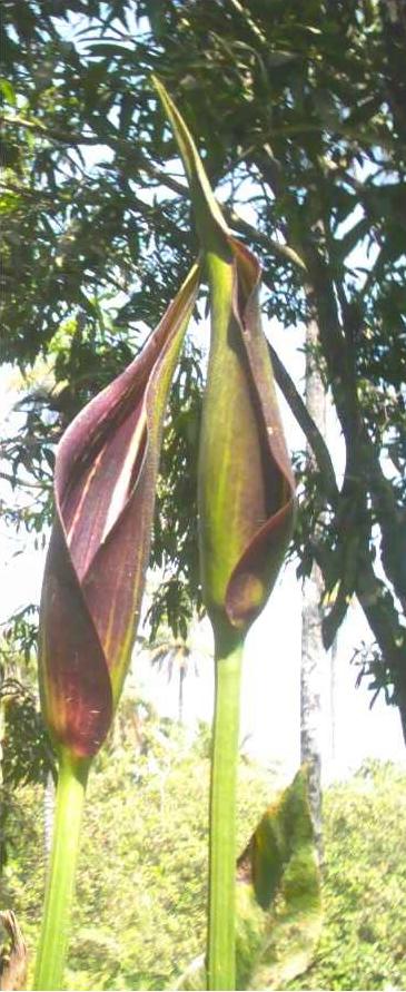 Cyrtosperma senegalensis