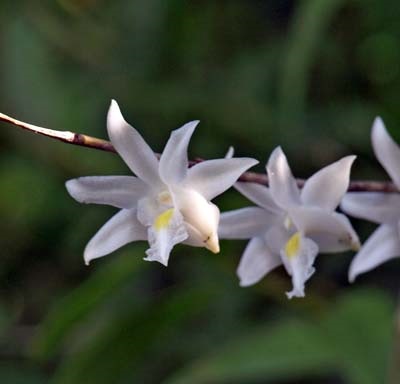 Dendrobium cromenatum