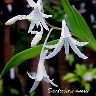 Dendrobium mooreanum