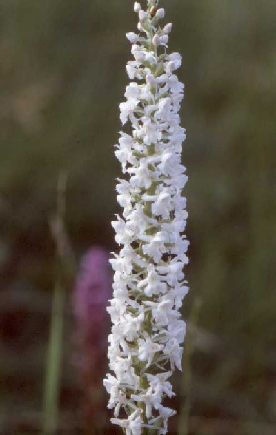 Gymnadenia densiflora