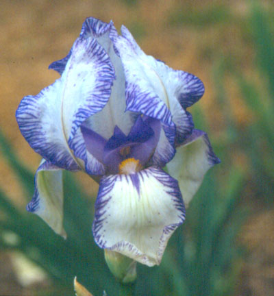 Iris swertii