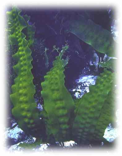 Laminaria japonica