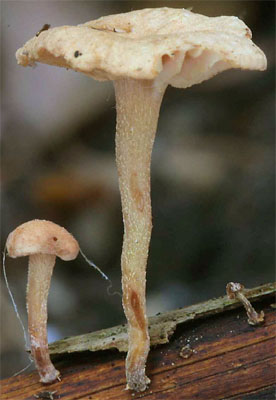 Marasmiellus ramealis