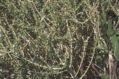 Rondeletia anguillensis