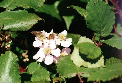 Rubus hochstetterorum