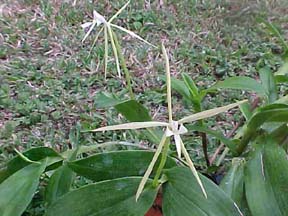 Epidendrum latifolium