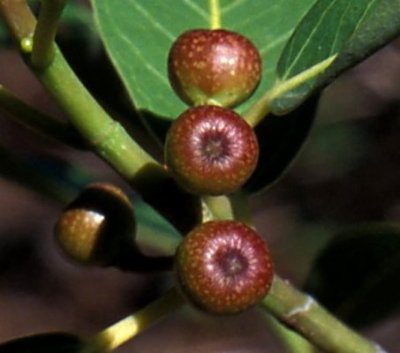 Ficus pygmaea