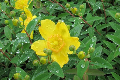 Hypericum hidcoteense