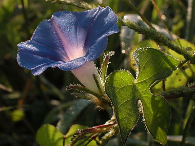 Ipomoea hederacea 