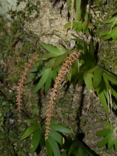 Oberonia titania