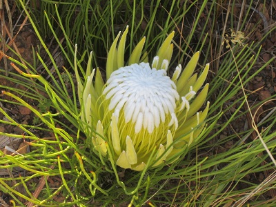 Protea lorea