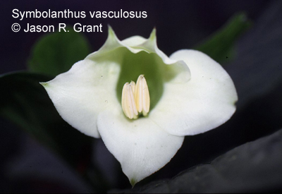 Symbolanthus vasculosus 