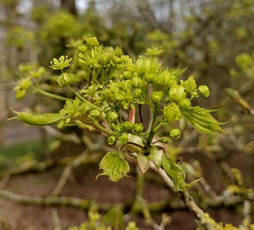Acer pictum