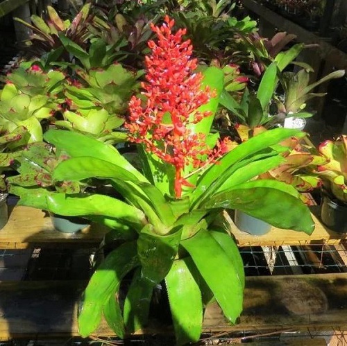 Aechmea primera