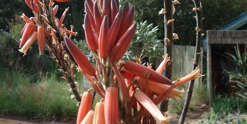 Aloe pretoriensins
