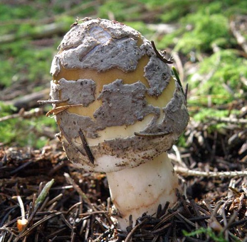 Amanita aspera