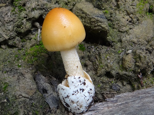 Amanita afrospinosa