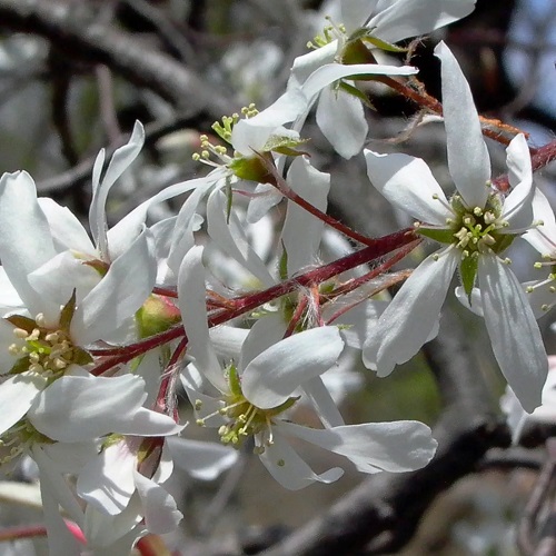 Amelanchier arborea