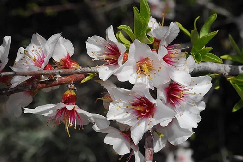 Amygdalus ramonensis