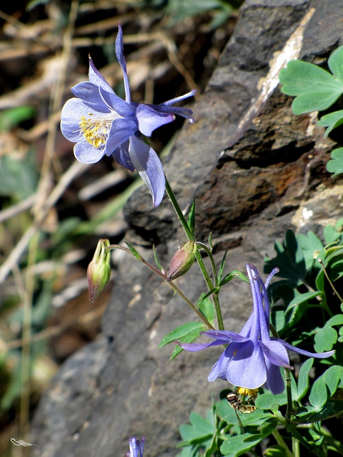 Aquilegia flabellata