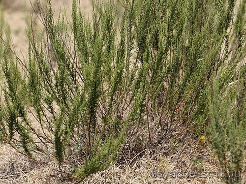 Artemisia cina