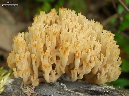 Amanita afrospinosa