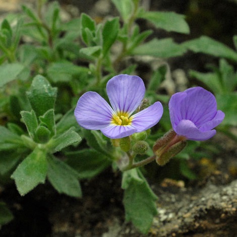 Aubrieta columnae