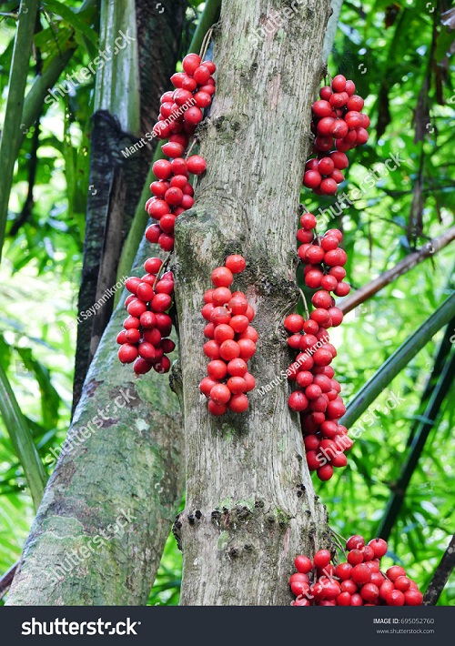 Baccaurea polyneura