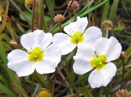 Baldellia ranunculoides