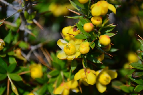 Berberis mucrifolia