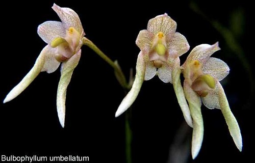 Dendrobium speciosum
