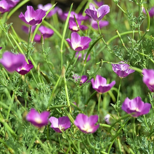 Callirhoe involucrata 