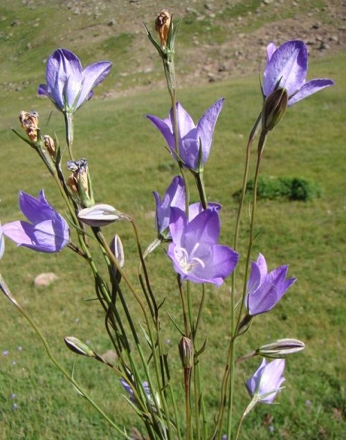 Campanula ephesia