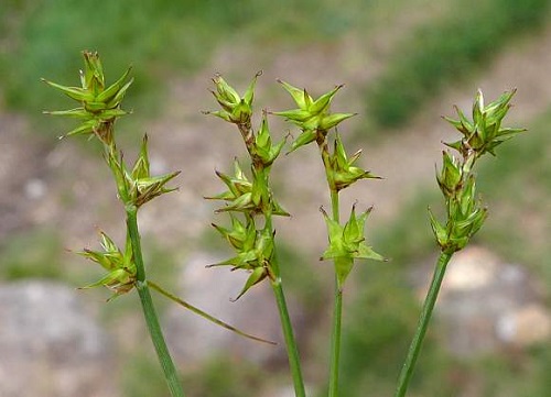 Carex echinata