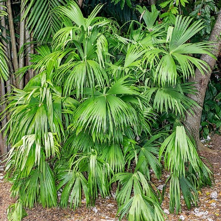 Pandanus candelabrum