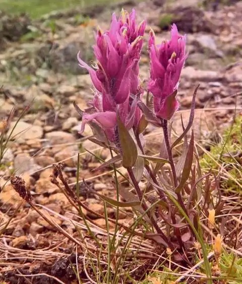 Castilleja linariaefolia