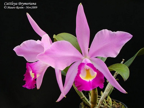 Cattleya aclandiae