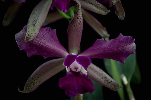 Cattleya bicalhoi