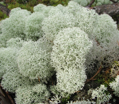 Cladonia portentosa