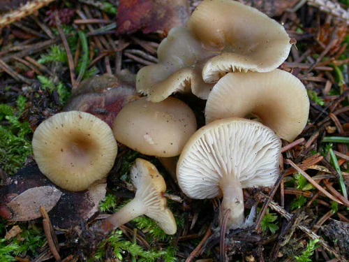 Clitocybe catinus