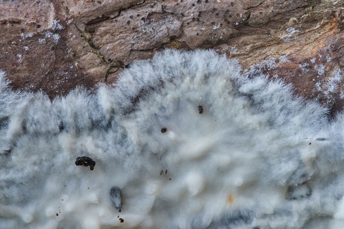 Corticium albidum