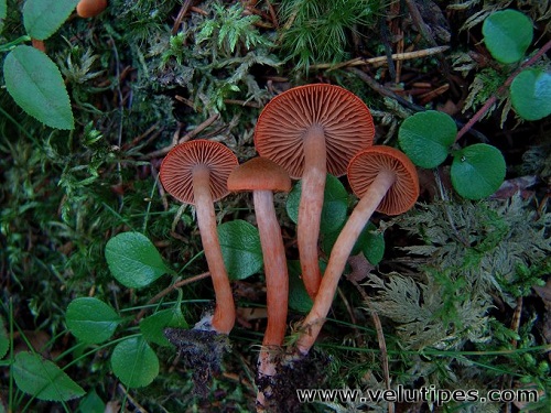 Cortinarius caerulescens