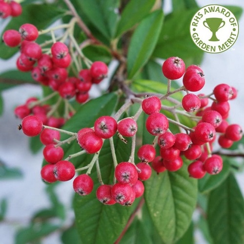 Cotoneaster hybridus pendulus