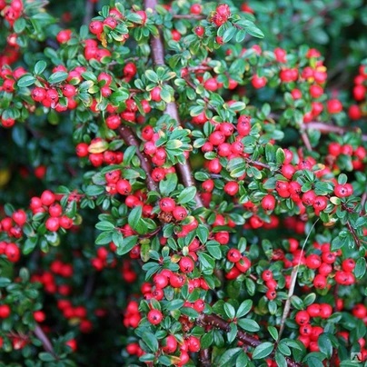 Cotoneaster hybridus pendulus