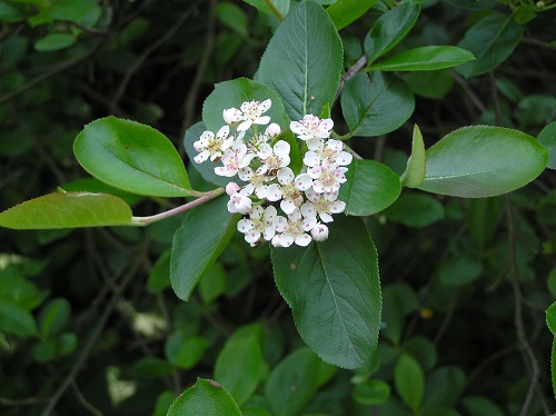 Crataegus crus-galli 