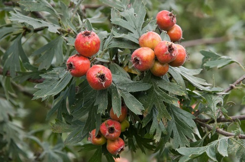 Crataegus tanacetifolia