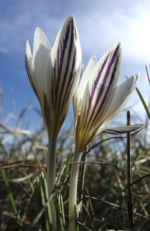 Crocus banaticus