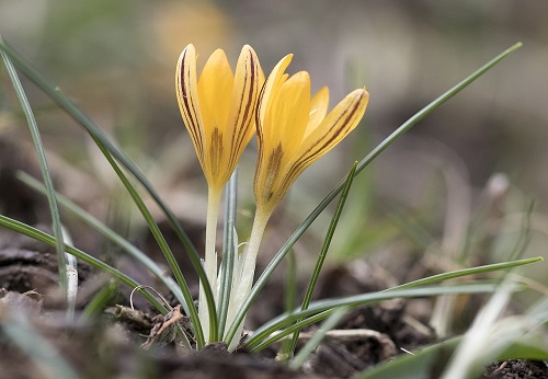 Crocus vitellinus