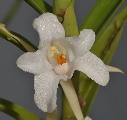 Aerides quinquevulnera