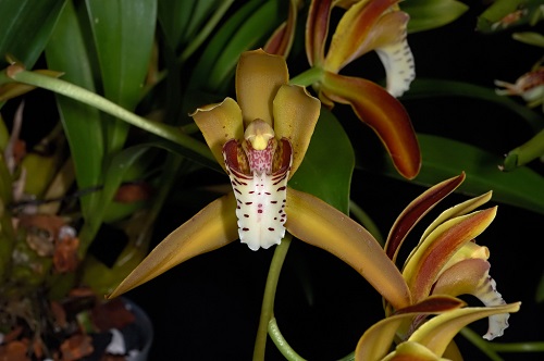 Cymbidium atropurpureum